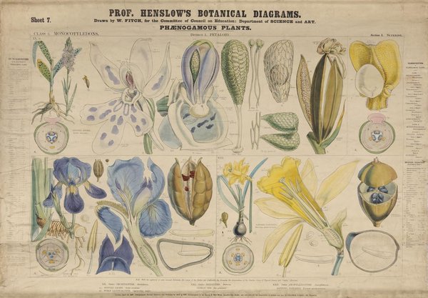 Image of John Henslow's: Botanical teaching aid. Drawings of plants are labelled and diagrammed.