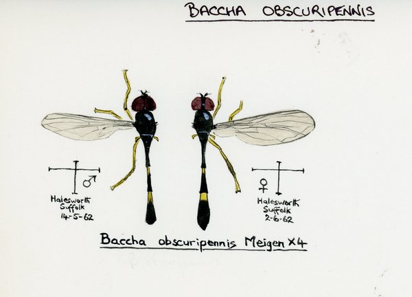 Image of an illustration of diptera.