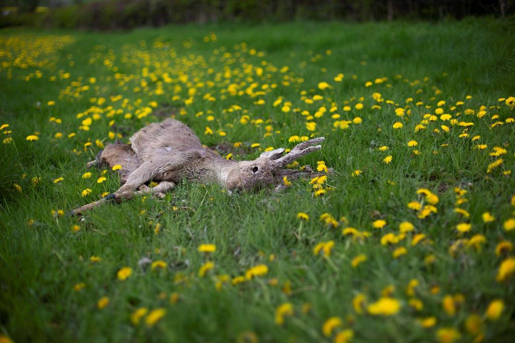 photograph of a dead grey deer, lying in a field of green grass and yellow wildflowers