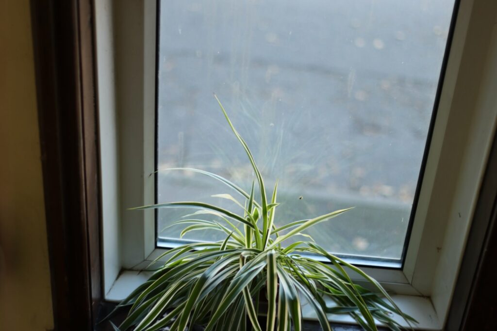 a plant with long, pointed leaves in front of a window