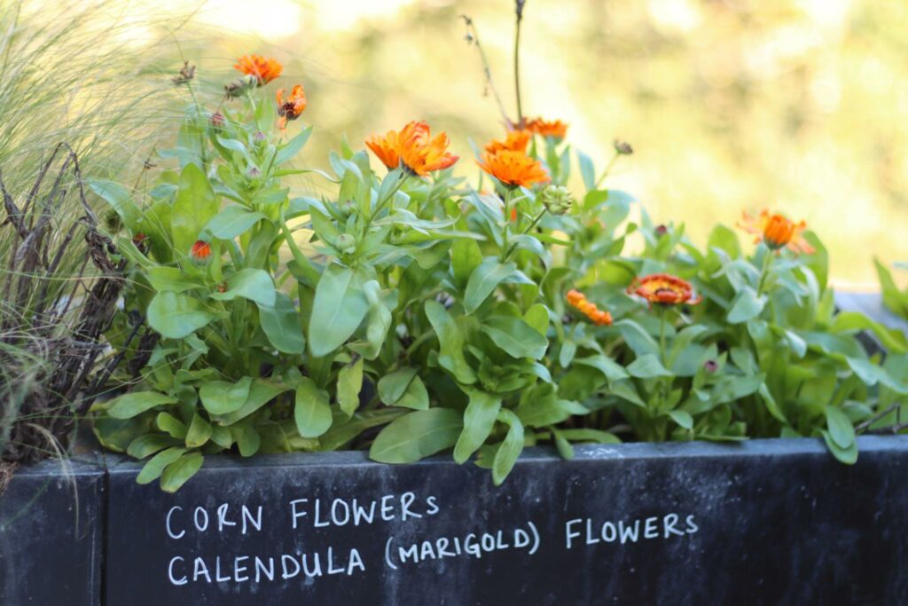 bright orange flowers in a raised metal flowerbed. there is text reading 'corn flowers, calendula (marigold) flowers' on the side of the flowerbed.